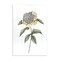 Stupell Industries Camellia Flower Illustration Wall Plaque, design by Cecilia Battaini
